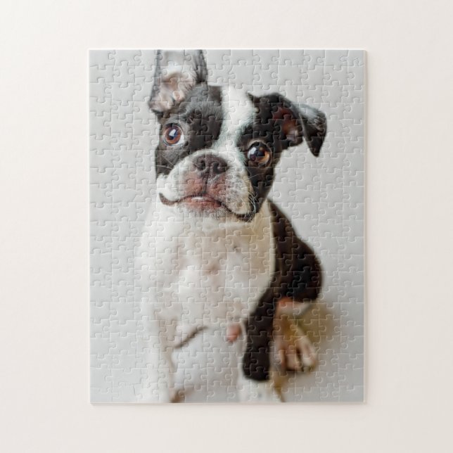 Boston Terrier (Vertikal)