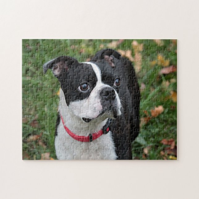 Boston-Terrier (Horizontal)