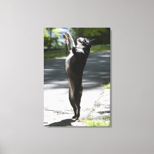 Boston Terrier 2 Leinwanddruck