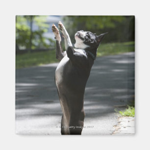 Boston Terrier 2 Magnet