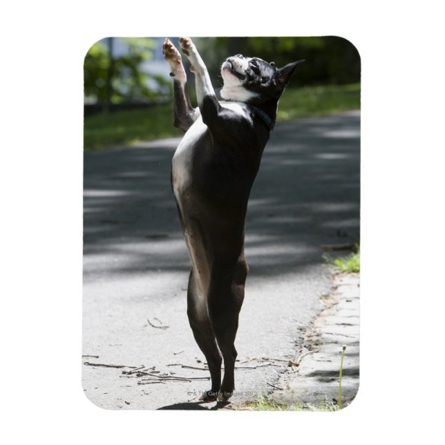 Boston Terrier 2 Magnet (Vertikal)