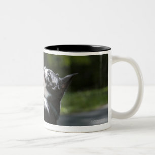 Boston Terrier 2 Zweifarbige Tasse