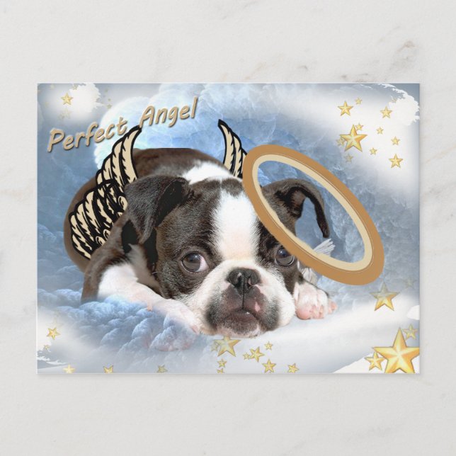 Boston Terrier Angel Apparel und Geschenke Postkarte (Vorderseite)