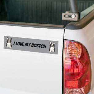 Boston Terrier Autoaufkleber
