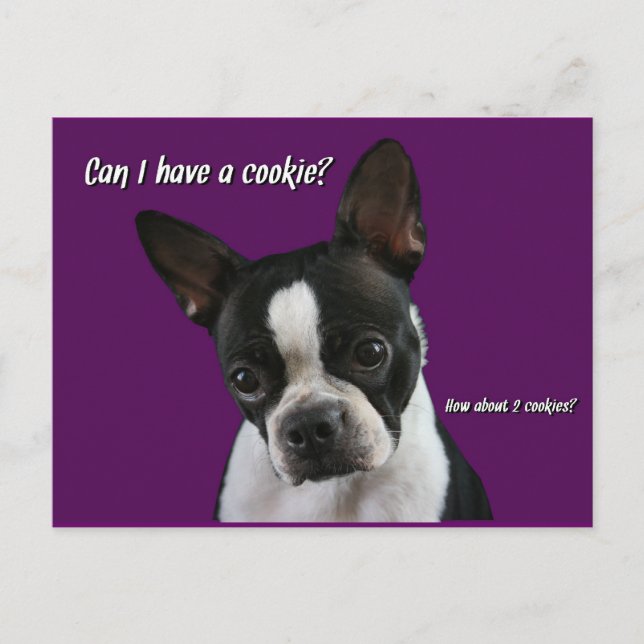 Boston Terrier: Bitte Cookie? Postkarte (Vorderseite)