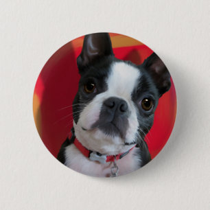 Boston Terrier Button