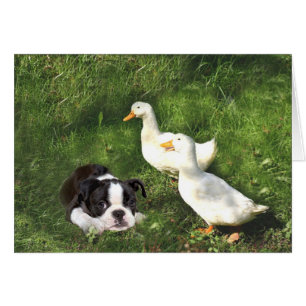 Boston Terrier Card Ducks
