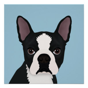 Boston Terrier Cartoon Poster