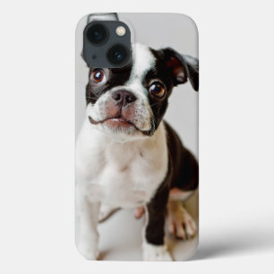 Boston Terrier title_seo2