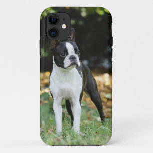 Boston Terrier iPhone 11 Hülle