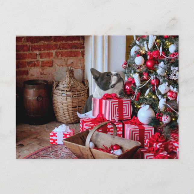 Boston Terrier Christmas Feiertagspostkarte (Vorderseite)