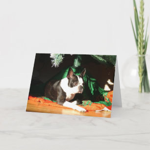 Boston Terrier Christmas mit Piper Feiertagskarte