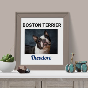 Boston Terrier Custom Dog Poster