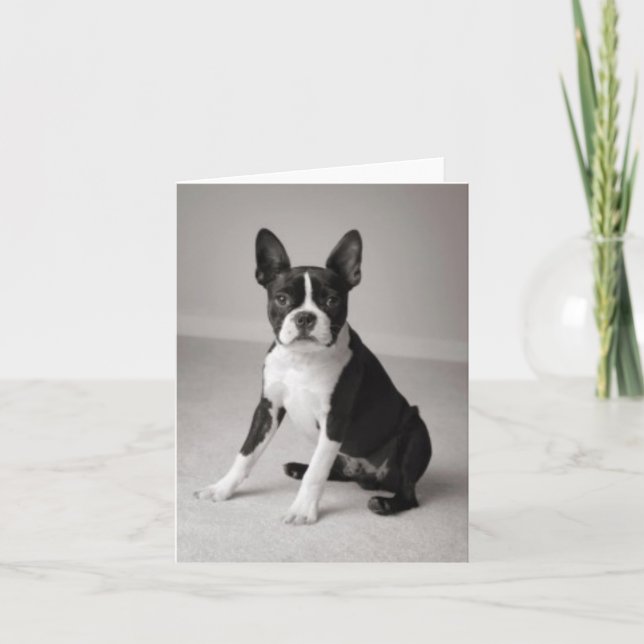Boston Terrier, das Anmerkungs-Karte sitzt Karte (Vorderseite)