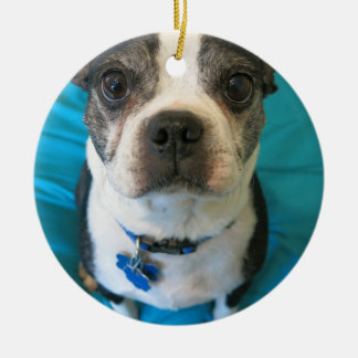Boston Terrier, das auf einem Bett sitzt Keramikornament