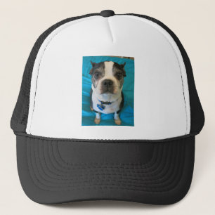 Boston Terrier, das auf einem Bett sitzt Truckerkappe
