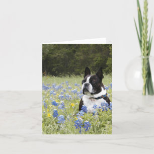 Boston Terrier, das auf einem Gebiet der blauen Karte