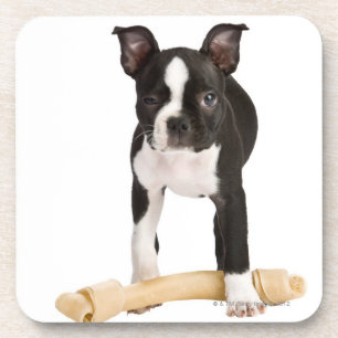 Boston-Terrier, der twisty Knochen schützt Getränkeuntersetzer
