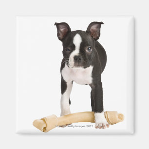 Boston-Terrier, der twisty Knochen schützt Magnet