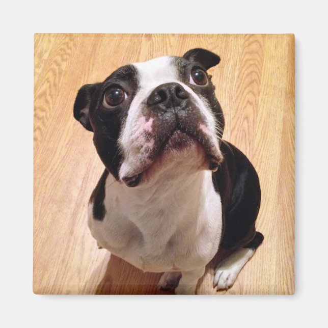 Boston Terrier Dog Magnet (Vorne)