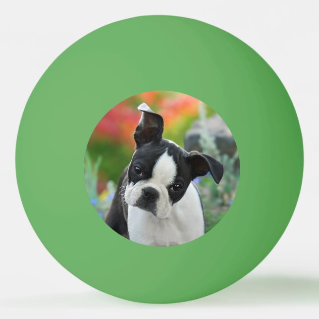 Boston Terrier Dog Niedlich Puppy Animal Head Foto Tischtennisball (Vorderseite)