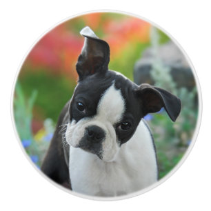 Boston Terrier Dog Niedlich Puppy Portrait, dekora Keramikknauf