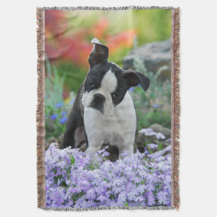 Boston Terrier Dog Niedlich Puppy Portrait Foto Decke