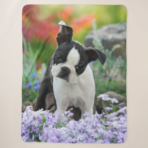 Boston Terrier Dog Niedliche Welpe Animal Head Fot Sherpadecke
