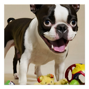 Boston Terrier Dog Playing with Toys Poster
