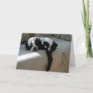 Boston Terrier Dog Portrait Blank Greeting Card Karte