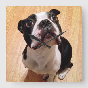 Boston Terrier Dog Quadratische Wanduhr