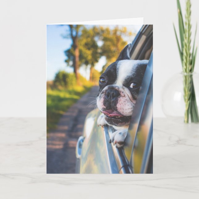 Boston Terrier Dog Sticken Kopf aus Autofenster Karte (Vorderseite)