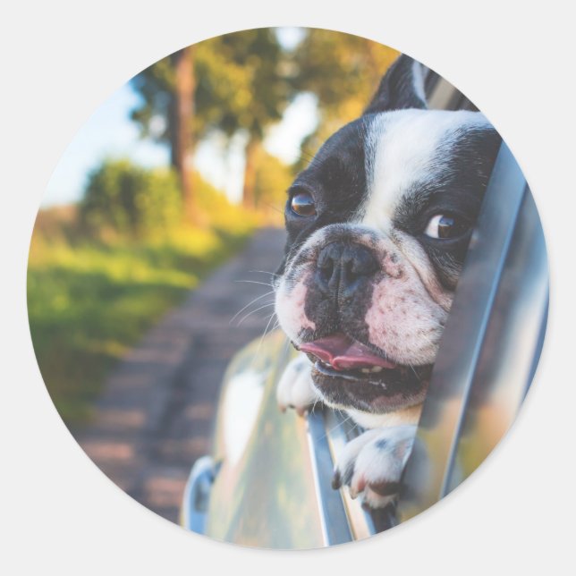 Boston Terrier Dog Sticken Kopf aus Autofenster Runder Aufkleber (Vorderseite)