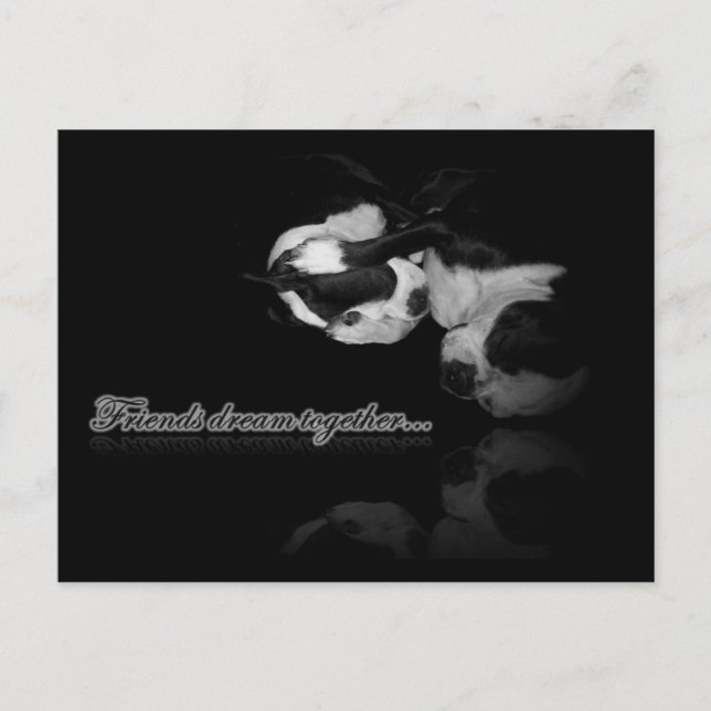 Boston Terrier Dreams - Postcard Postkarte (Vorderseite)
