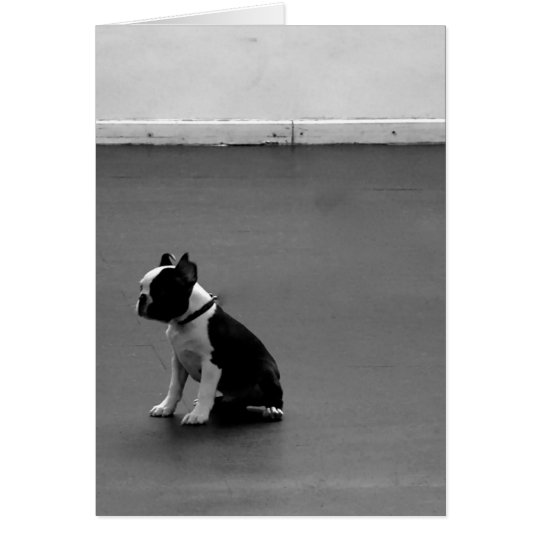 Boston Terrier DRU 2 Karte
