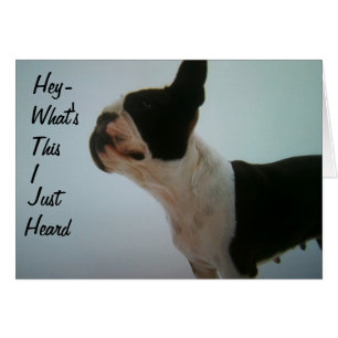 BOSTON TERRIER EST SURPRIS