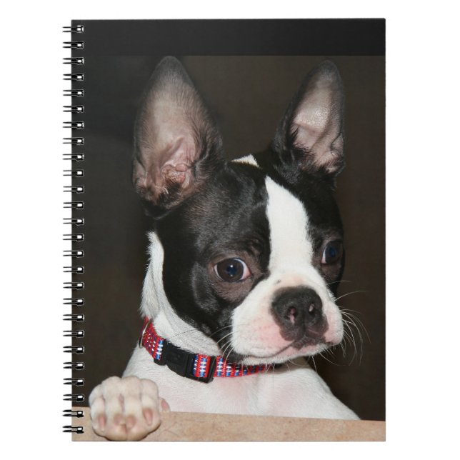 Boston Terrier face Notizblock (Vorderseite)