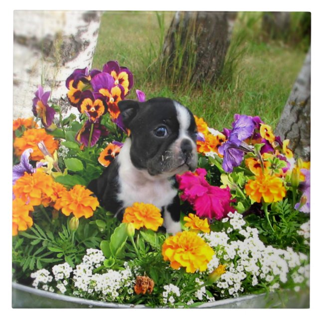 Boston-Terrier Fliese (Vorderseite)