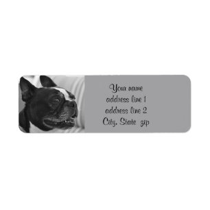 Boston-Terrier-Foto