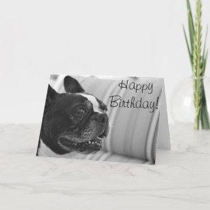 Boston Terrier Foto Karte