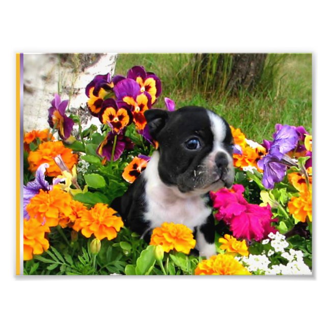 Boston Terrier Fotodruck (Vorne)