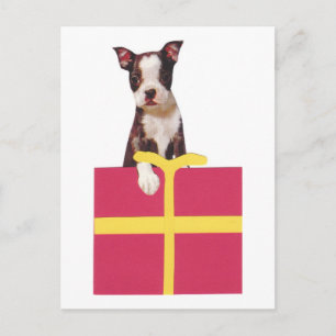 Boston Terrier Geschenkboxen Postkarte