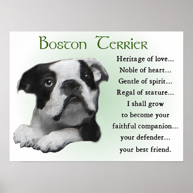 Boston Terrier Geschenke Poster (Vorne)