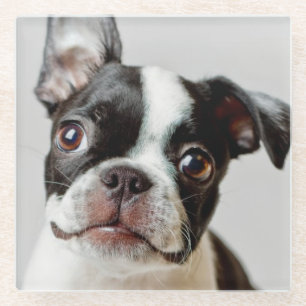 Boston Terrier Glasuntersetzer