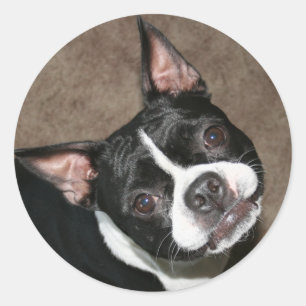 Boston Terrier: Helles Gesicht Runder Aufkleber
