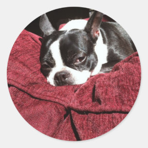 Boston Terrier Holly Runder Aufkleber