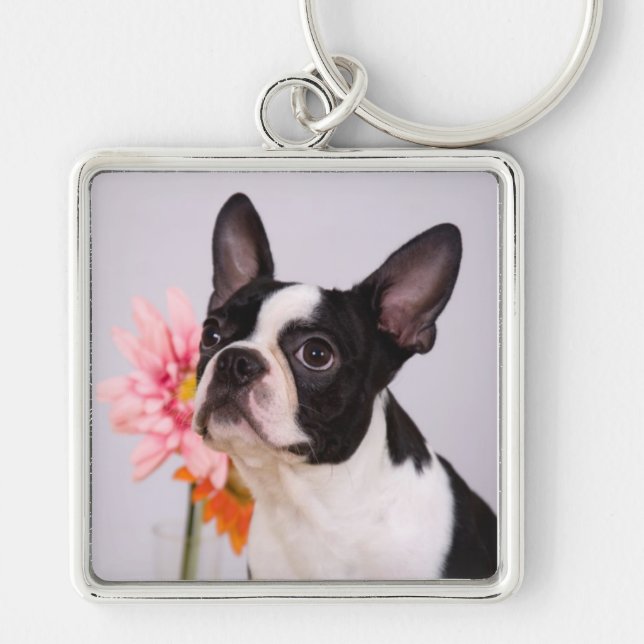 Boston-Terrier-Hund mit rosa Schlüsselanhänger (Vorne)