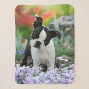 Boston Terrier Hund Niedlich Puppy Animal Head Fot Sherpadecke