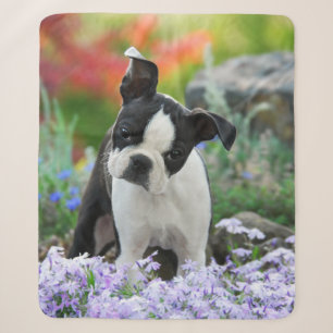 Boston Terrier Hund Niedlich Welpe Animal Head Fot Sherpadecke