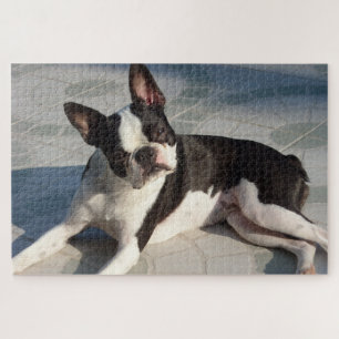 Boston Terrier Hund Puzzle Schwarz-Weiß